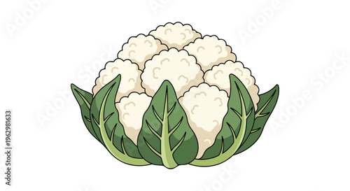 Fresh white cauliflower with green leaves. Healthy vegetable illustration for food and wellness designs. Clean graphic promoting balanced nutrition