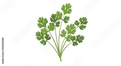Vibrant green culinary herb illustration, fresh and aromatic, ideal for cooking and garnish applications