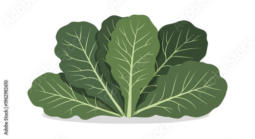 A vibrant illustration of lush green leafy vegetables, perfect for designs promoting health, nutrition, and fresh organic produce, showcasing clear
