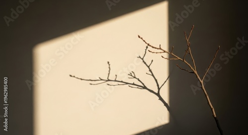 Delicate bare tree branch casting a stark shadow across a plain wall in soft sunlight