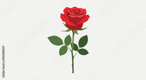 A vibrant, detailed illustration of a single red rose