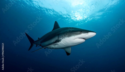 Wallpaper Mural Majestic Oceanic Shark Gliding Through Deep Blue Water Under Sunlight Torontodigital.ca