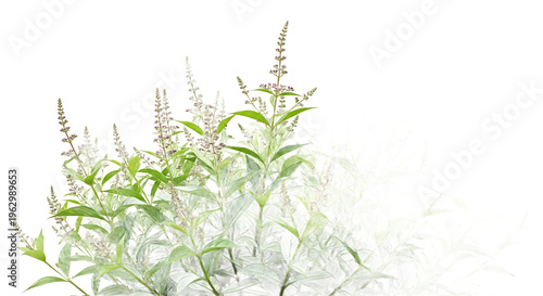 Graceful herbaceous plants with delicate floral spikes and soft green foliage, presented with an airy, transparent fade on a clean white background