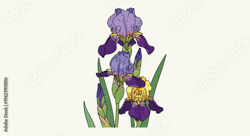 A vibrant illustration showcasing three purple and yellow iris blooms