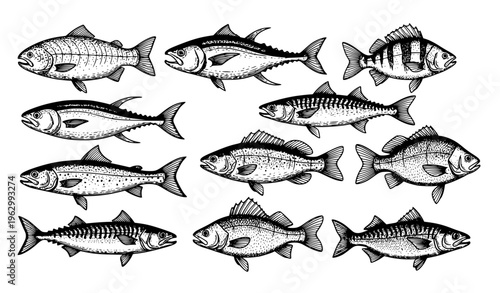 Engraved Fish Sketch Collection Sea River Seafood Menu Vector