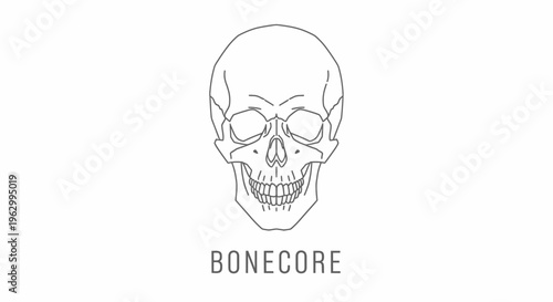 Human Skull Illustration Bone Core.