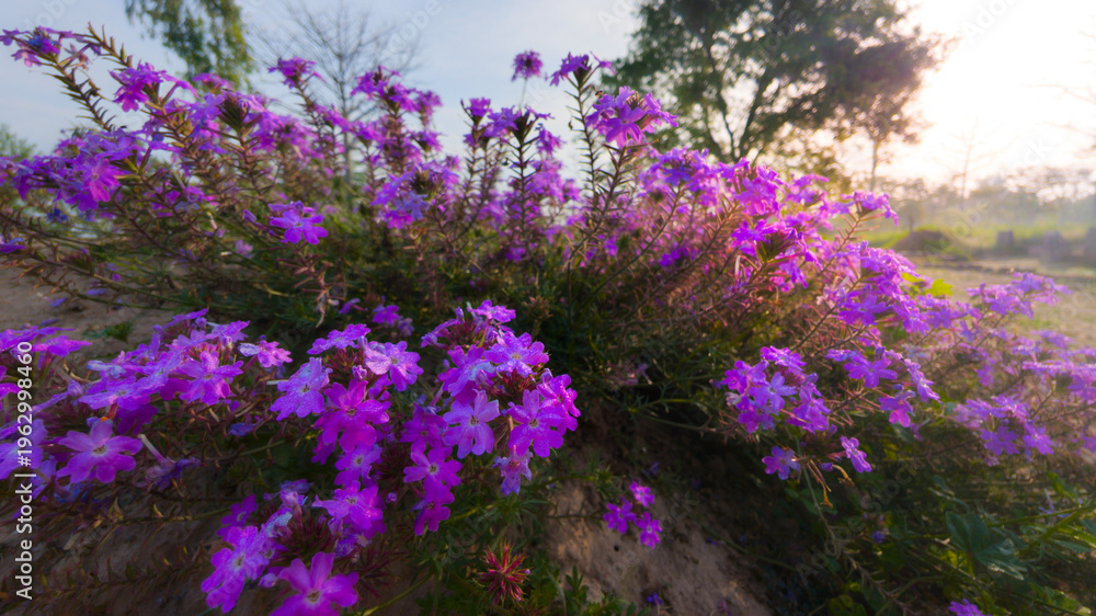 Obraz premium Observation of the Verbena’s light-sensitive blooms, fully expanded in the bright early light to attract local pollinators.