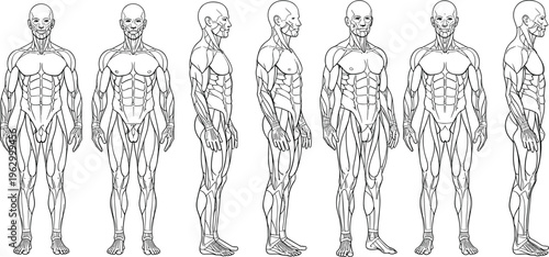 Vector set of various metal carabiner clips, locking swivel snap hooks, and heavy duty bolt snaps for climbing, industrial safety, and outdoor hardware gear.