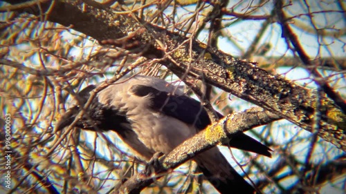 Hooded Crow Perched on Tree Branches in Sunlight
