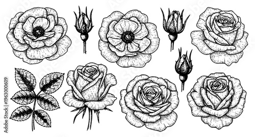 Vintage engraved rose vector set antique floral illustration black line art roses isolated on white