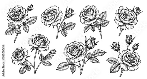 Antique rose engraving vector set vintage floral graphic art black line roses isolated on white background