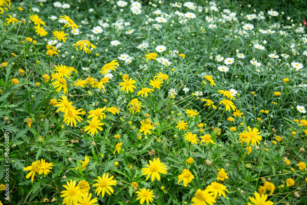 Obraz premium yellow and white daisy in the garden