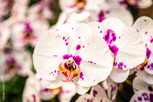 фотографія phalaenopsis orchid