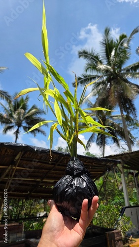 Kokedema in the village