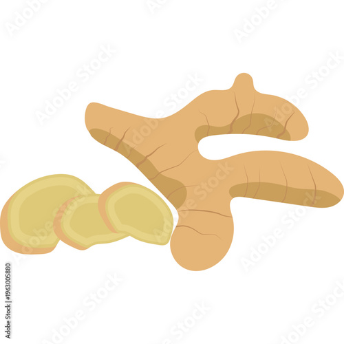 Ginger Root Illustration