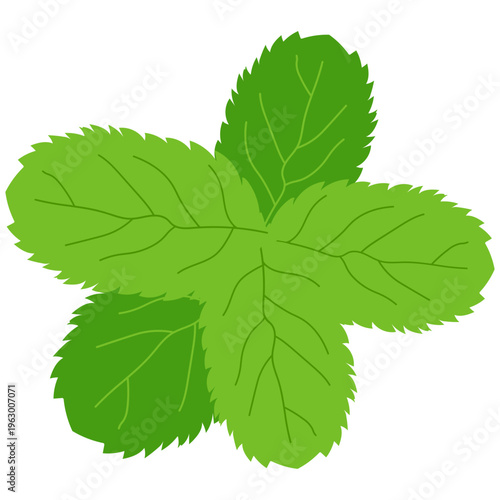 Mint Leaves Illustration