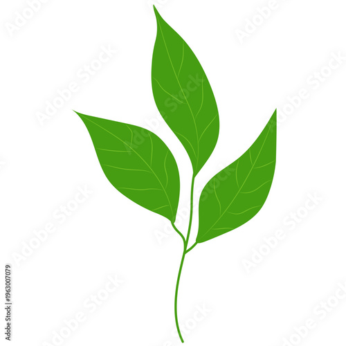 Green Leaf Branch Illustration