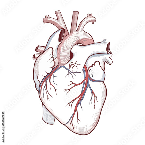 Anatomical illustration of the human heart, showing arteries and veins