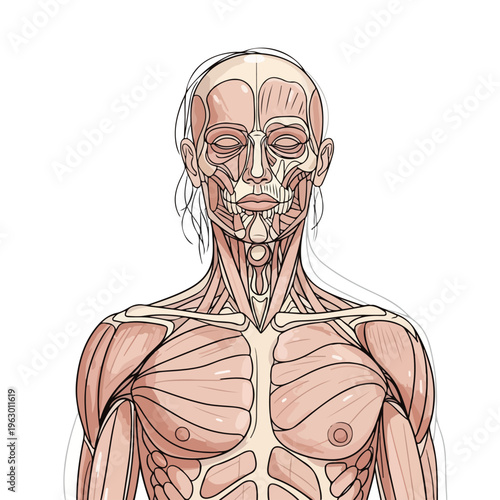 Artistic depiction of human anatomical muscular system