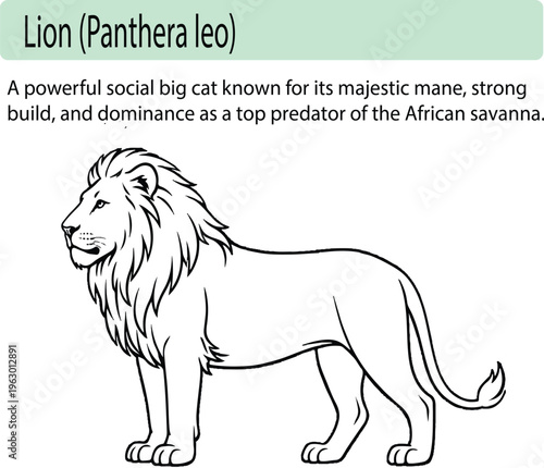 A minimal realistic line art illustration of a lion in side profile, featuring clean vector lines, balanced proportions, and a simplified yet detailed mane. The design uses consistent stroke weight wi