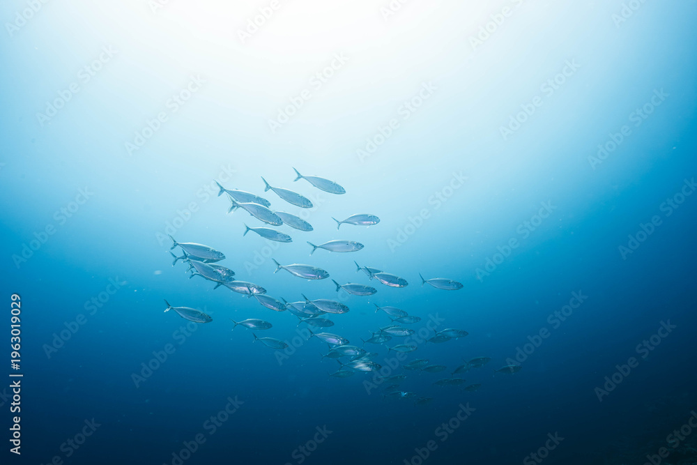 Obraz premium Pelagic Fish School Swimming in Clear Tropical Waters