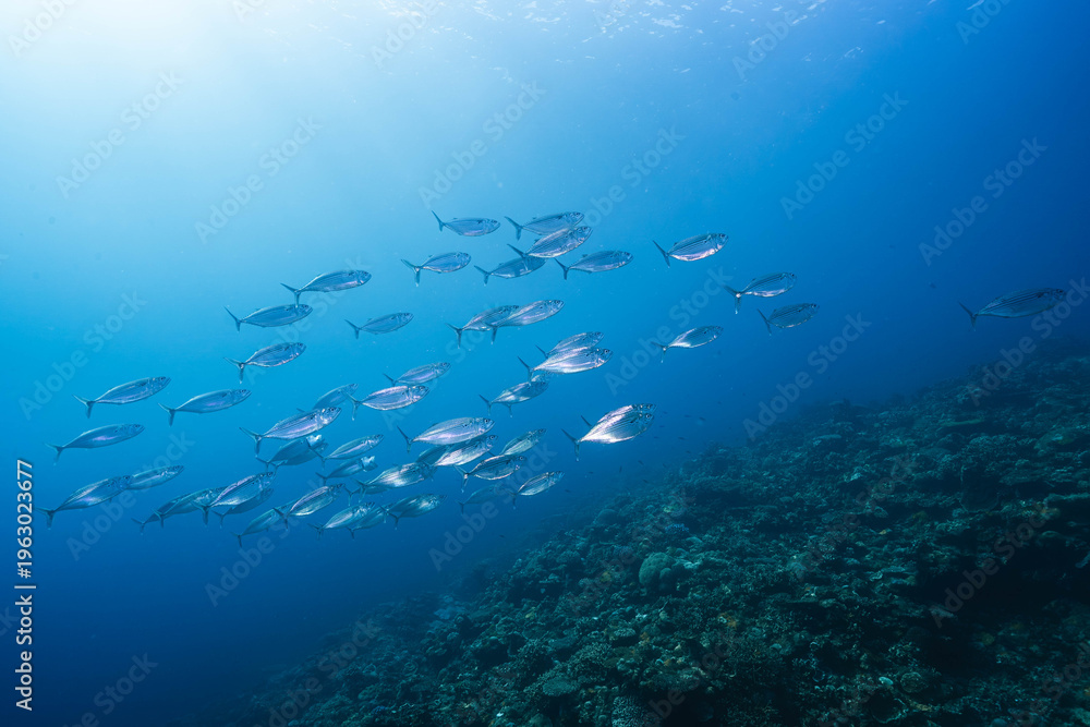 Fototapeta premium Shoal of Small Fish Drifting Over Coral Terrain