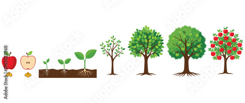 Apple tree growth stages from seed to mature plant with red harvest.