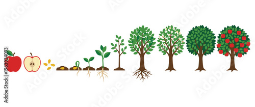 Apple tree growth stages set, from seed to fruit tree illustration.