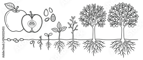 Apple tree life cycle from seed to mature fruit bearing plant.