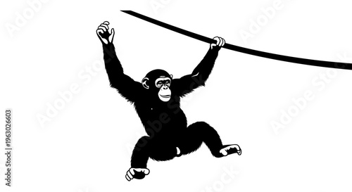 Chimpanzee swinging on a vine in silhouette.
