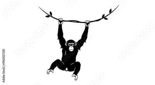 Silhouette of a chimpanzee swinging on a vine.