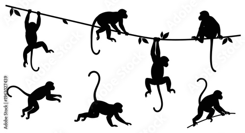 Silhouette of Monkeys Swinging and Climbing on a Vine.