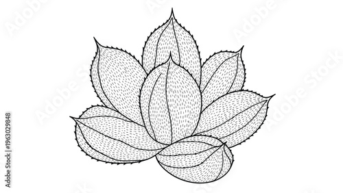 Detailed black and white line art drawing of a succulent plant or flower bud with many overlapping textured petals or leaves.