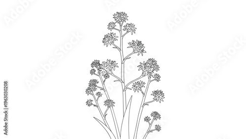 Intricate black and white line drawing depicts a tall flowering plant with multiple clusters of small blossoms and long pointed green leaves.