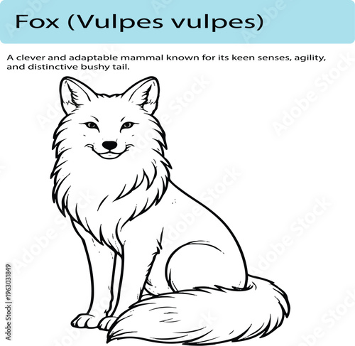 A refined line art illustration of a fox sitting elegantly with its tail wrapped around its body. The artwork uses smooth, consistent lines with minimal fur detail, maintaining accurate anatomy and a 