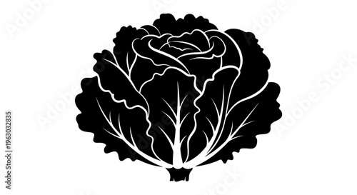 Black and White Silhouette of a Fresh Cabbage Head.