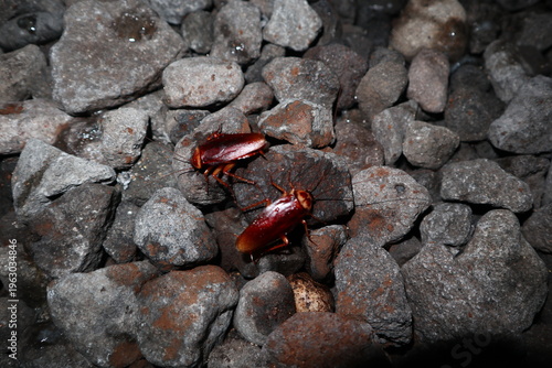 Vászonkép two cockroaches are wandering around a house; they are on pebbles at the yard of