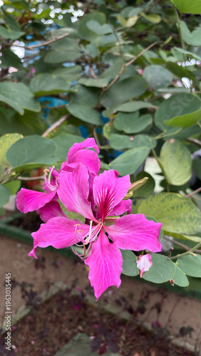 Bauhinia purpurea or commonly known as purple orchid tree