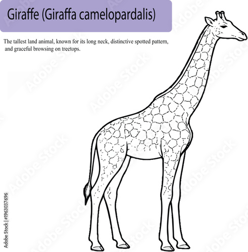 A minimal realistic line art illustration of a giraffe standing tall in side profile, with a long neck and simplified pattern indication. The clean vector lines and accurate proportions create a balan