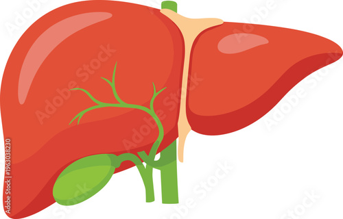 Human liver anatomy illustration, medical organ artwork, digestive system design collection, red green figure set, stylized physiology profiles