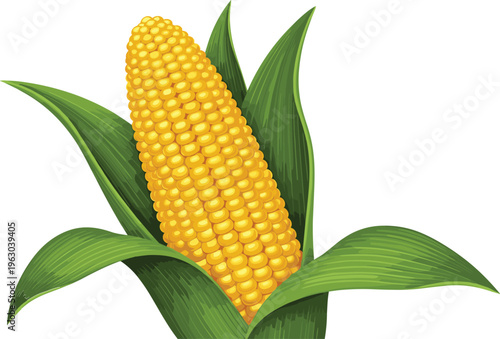 Fresh yellow corn on the cob vector illustration with green leaves isolated on white background for food and agriculture design