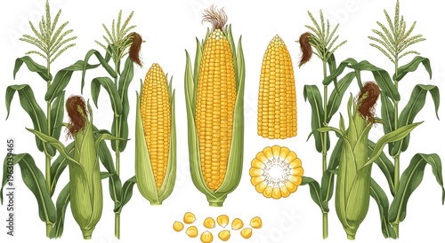 Large collection of corn stalks and yellow maize cobs with green husks isolated on white background for farm harvest design
