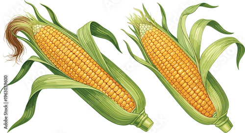 Two fresh yellow corn cobs with green husks vector illustration isolated on white background for food agriculture and harvest design