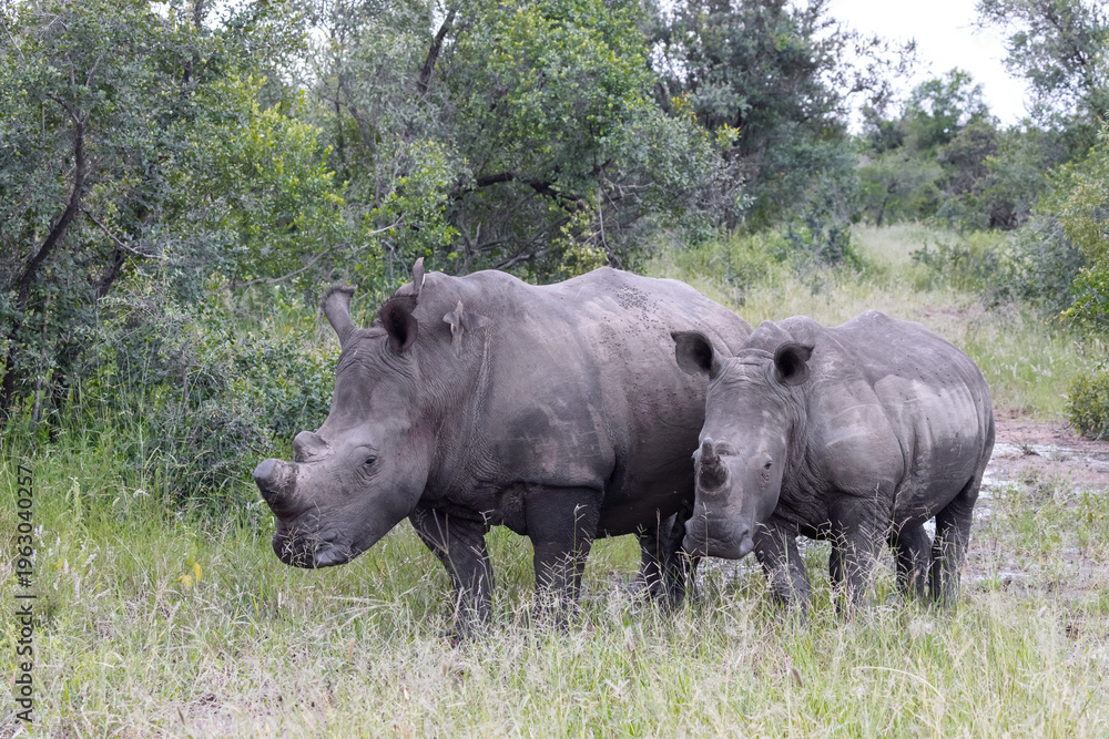 Obraz premium Rhino Mother and Calf