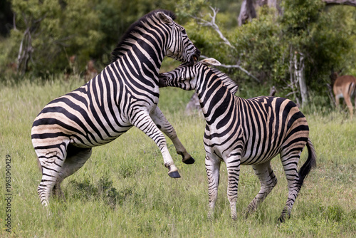 Zebras Fighting