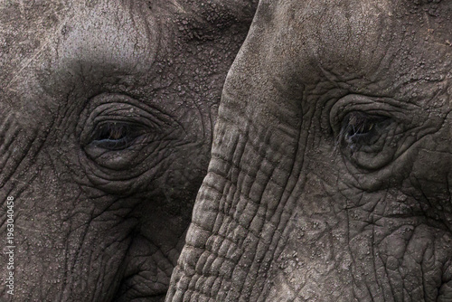 Bild auf Leinwand Elephant Eyes Wall Art