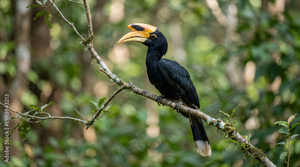 Obraz premium Malabar pied hornbill perched on forest branch, black plumage with yellow-orange casque beak, tropical rainforest green background.