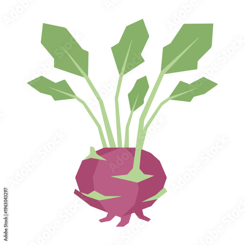 Purple Kohlrabi Cabbage Bulb Root Vegetable Vector