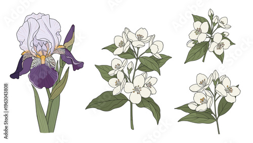 Beautiful botanical illustrations of a purple iris and sprigs of white jasmine flowers with green leaves for floral decor.