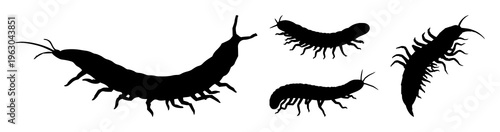 Centipede set with elongated dark silhouette against neutral gradient featuring arthropod, insect, creature with silhouette and line art